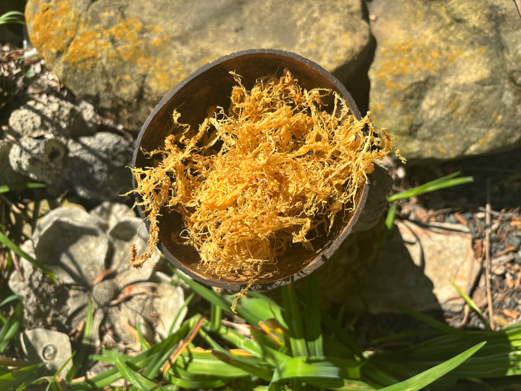 Thin Gracilaria Sea moss