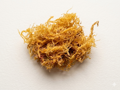 Thin Gracilaria Sea moss
