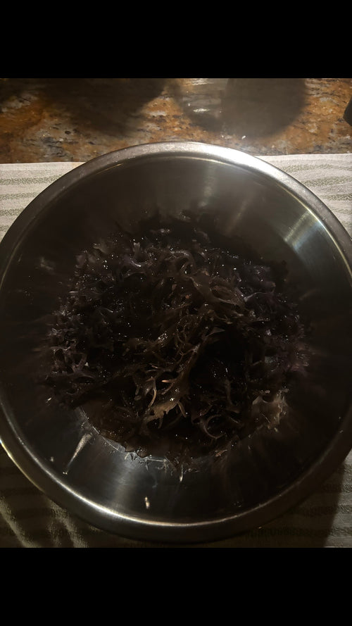 Purple Chondrus Crispus