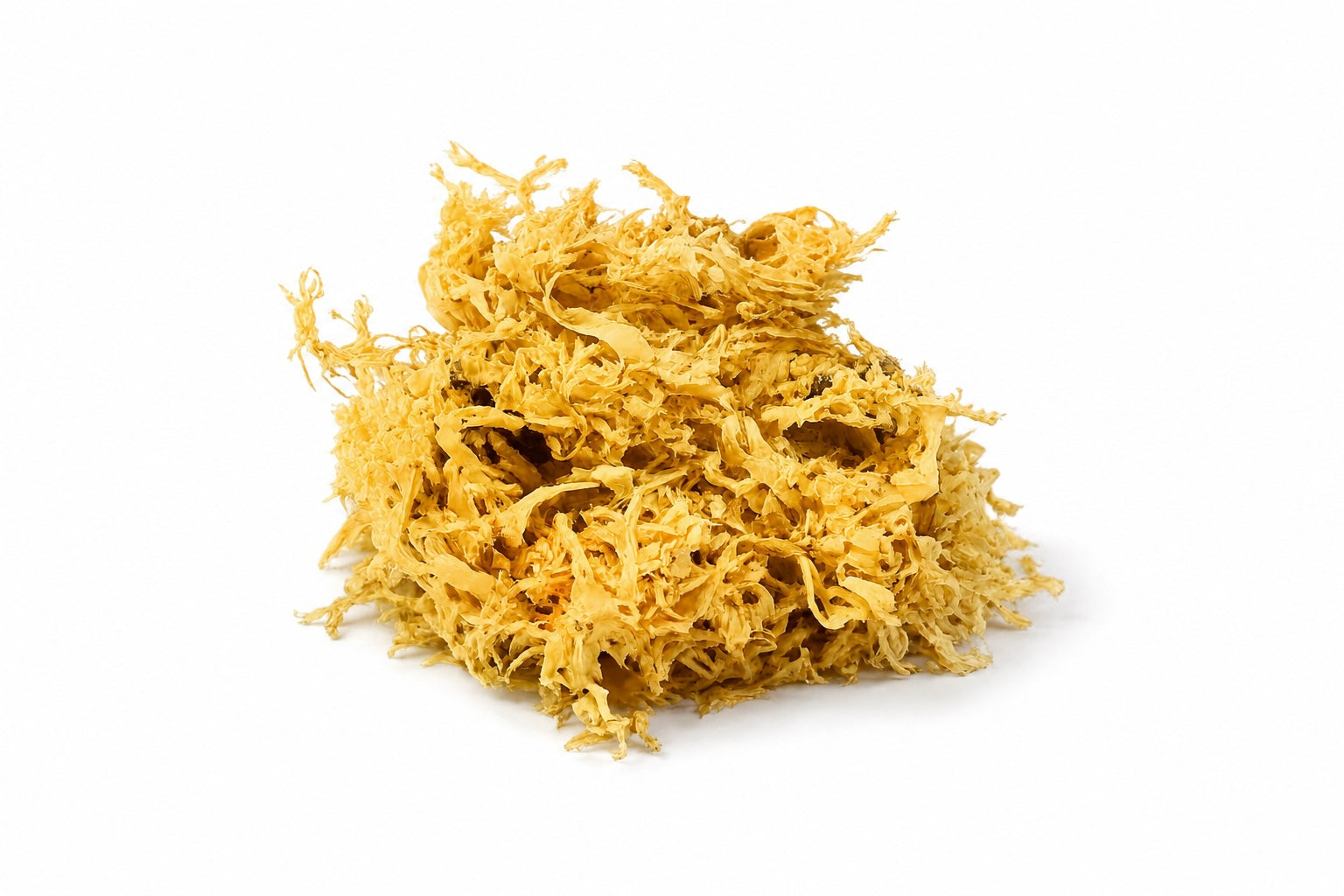 Golden chondrus crispus
