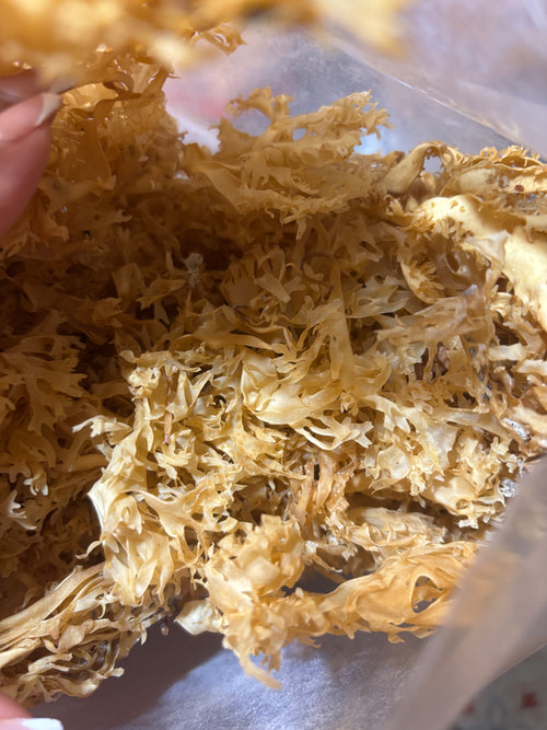 Golden chondrus crispus