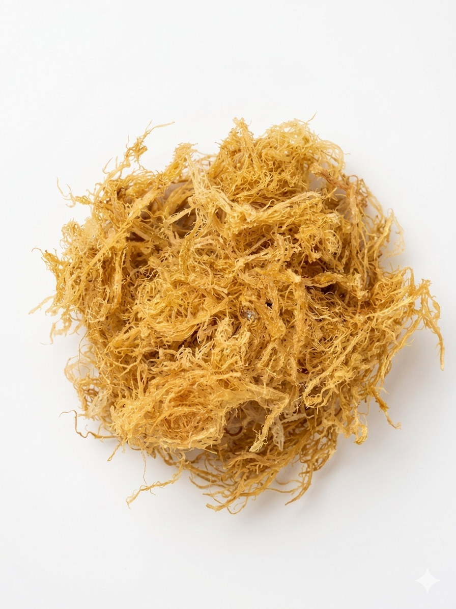 Thin Gracilaria Sea moss
