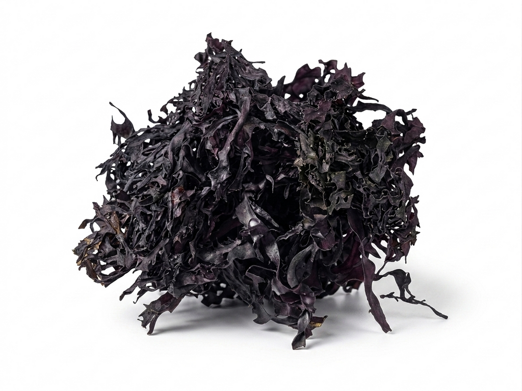 Purple Chondrus Crispus