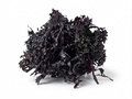 Purple Chondrus Crispus